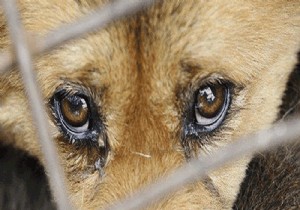 Sancaktepe'de çöp konteynerinde ölü köpekler bulundu