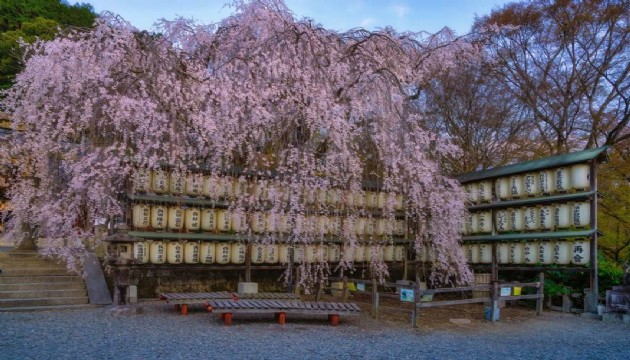 Japonya'da Sakura mevsimi başladı
