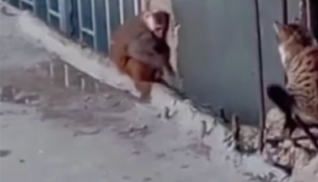 Kaçak maymun yakalandı: Koruma altına alındı