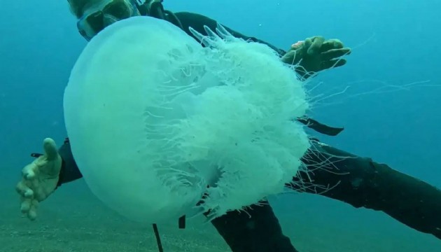 Antalya'da dev denizanaları ortaya çıktı