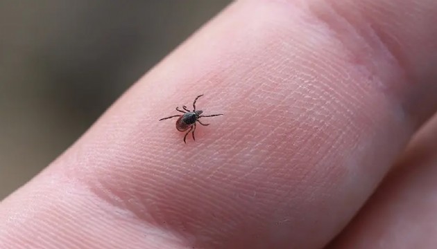 Kene nedeniyle bir can kaybı daha!