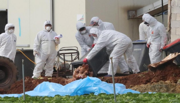H5N1 hızla yayılıyor! 500 bin hayvan itlaf edildi!