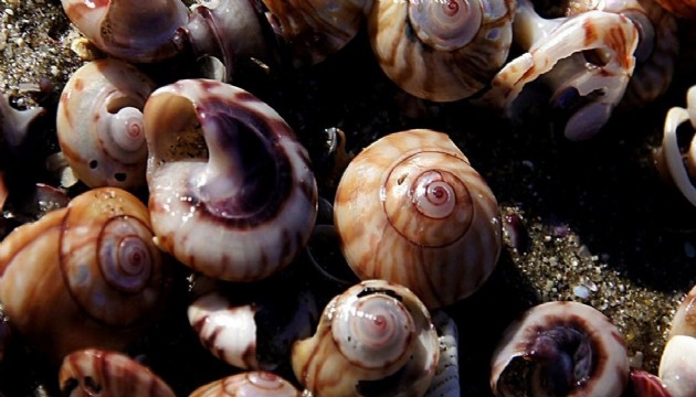 Samsun'da 160 kilogram kaçak deniz salyangozu yakalandı