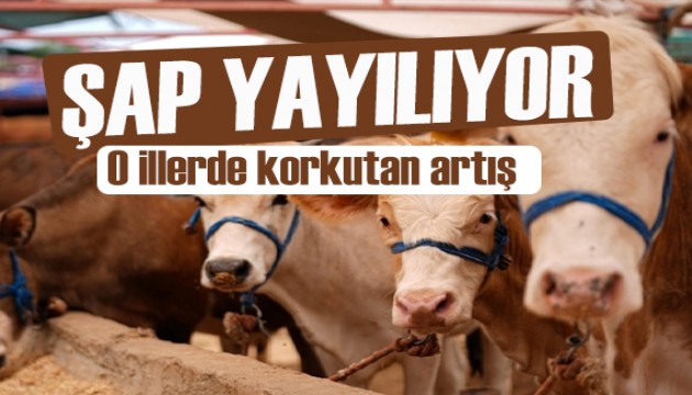 Kars ve Ardahan'da artan şap hastalığı vatandaşı tedirgin ediyor!