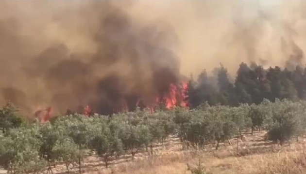 Pamukkale'de orman yangını