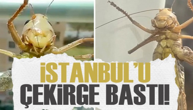 İstanbul'u dev çekirge bastı! Balkonlara ve evlere kadar girdiler