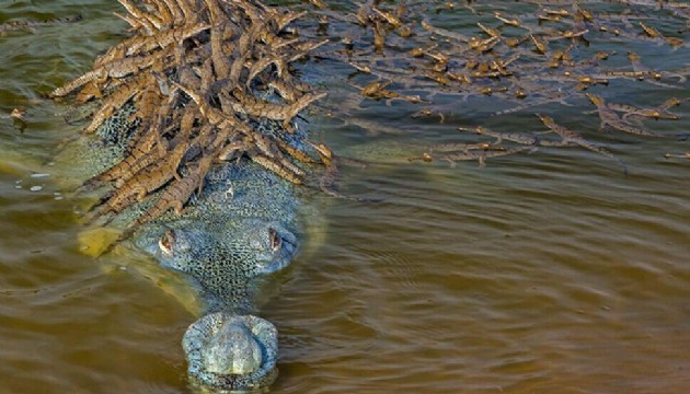 İsrail timsahlı cezaevi inşa ediyor