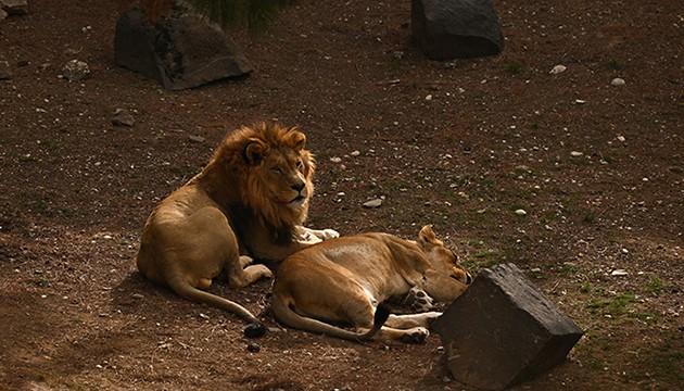 Doğal Yaşam Parkı'na ziyaretçi akını