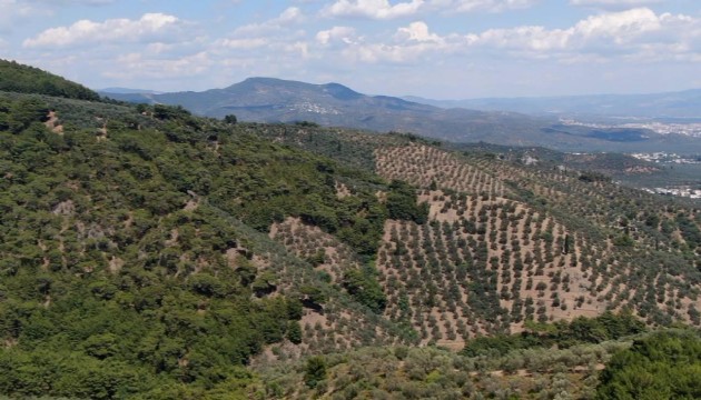 Balıkesir'de ormanlara giriş yasaklandı