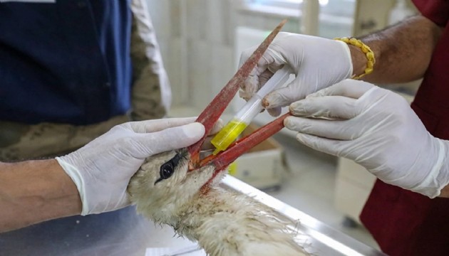 11 bin yaban hayvanı tedavi edildi