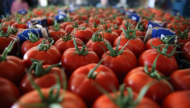 161 milyon dolarlık domates ihracatı