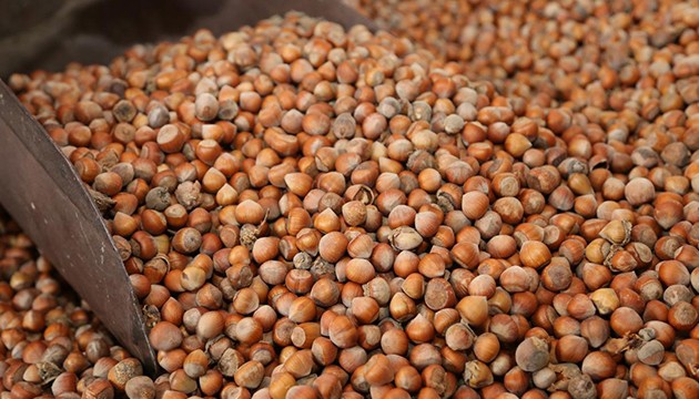 Düzce'den dev fındık ihracatı