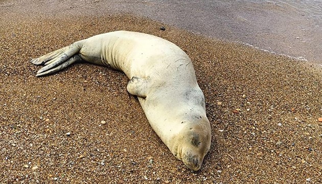 'Fokların dinlenmelerine izin verin' uyarısı