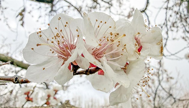 Iğdır'da kayısı ağaçları çiçek açtı
