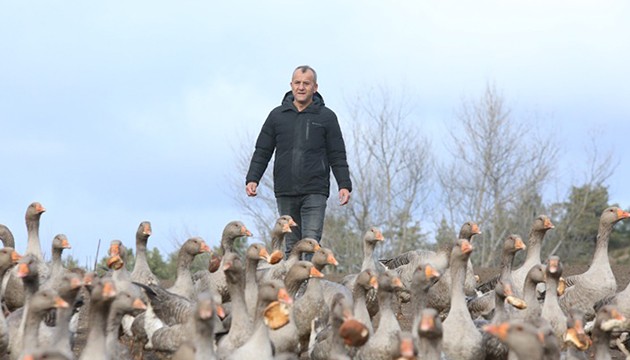 Köye dönüp kaz yetiştiriciliğine başladı: 600 hayvana ulaştı