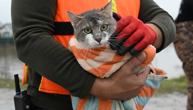 Meriç Nehri'nde mahsur kalan hayvanlar kurtarıldı