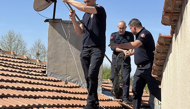 Çatıda mahsur kalan kedi kurtarıldı