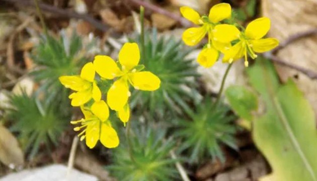 Tüylü Kekreçiçeği bitki florasına eklendi