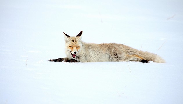 Kızıl tilkiler avlanırken görüntülendi