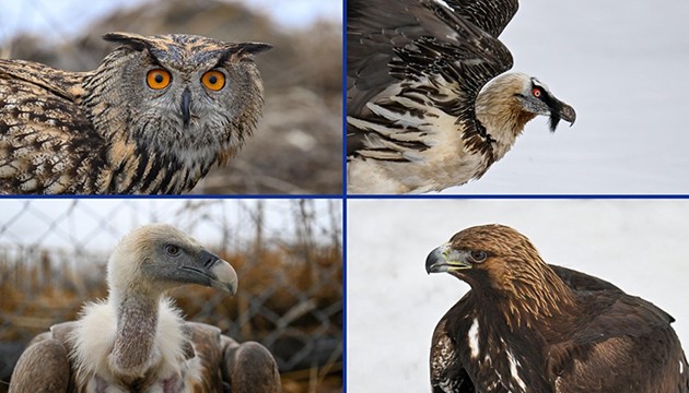 Yaralı kuşlar Van'da hayata tutunuyor