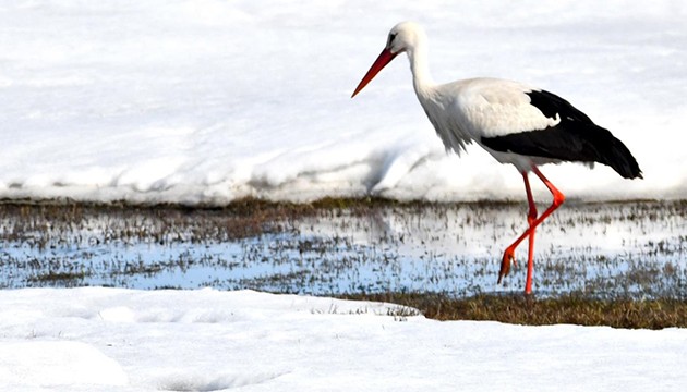 Baharın müjdecileri Kars'a geldi