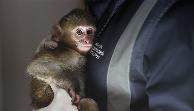 Uyuşturucu operasyonunda kurtarılan yavru maymun emin ellerde