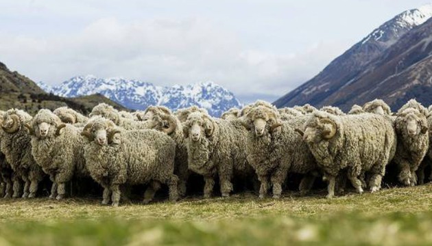 60 bin kilogram merinos yapağı satılacak