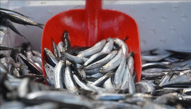 Karadeniz'de sezon sonu bereketi
