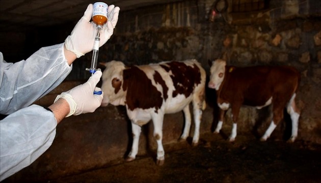 Şap hastalığına karşı bitkisel çözüm