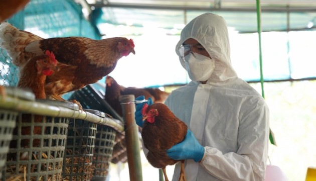 Uzmanlardan kuş gribinin insanlara yayılımına dair kritik uyarı