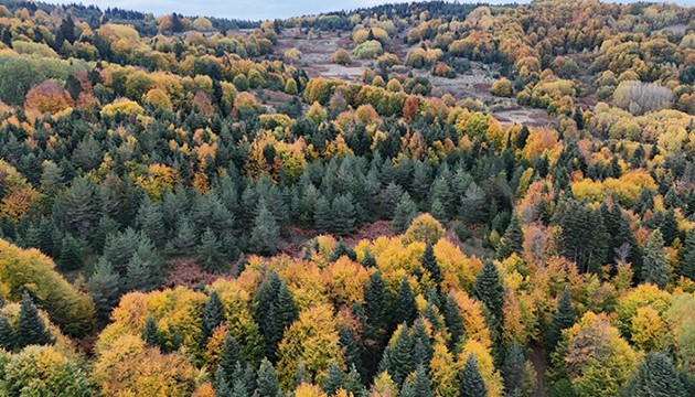 Sinop'ta sonbahar renkleri