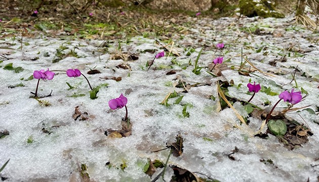 Kış ve ilkbahar bir arada yaşanıyor