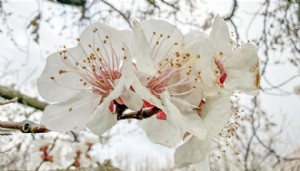 Iğdır'da kayısı ağaçları çiçek açtı