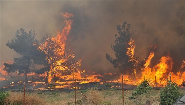 Malatya'da orman yangını