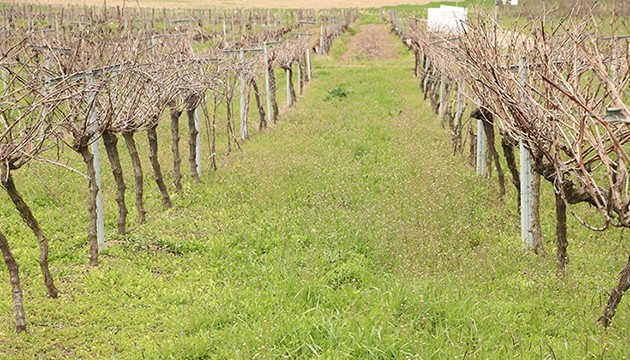 Tescilli üzümde hedef yaygınlaşması
