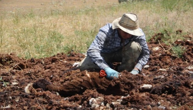 Mesai başladı! Alıcı bulamadığı için çöpe gidiyor