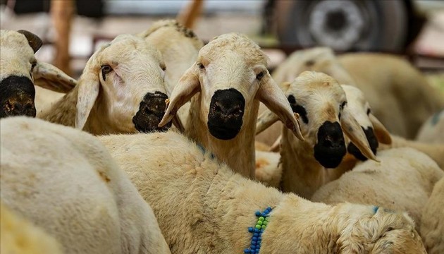 Kurban bağışında sahte dernek riski