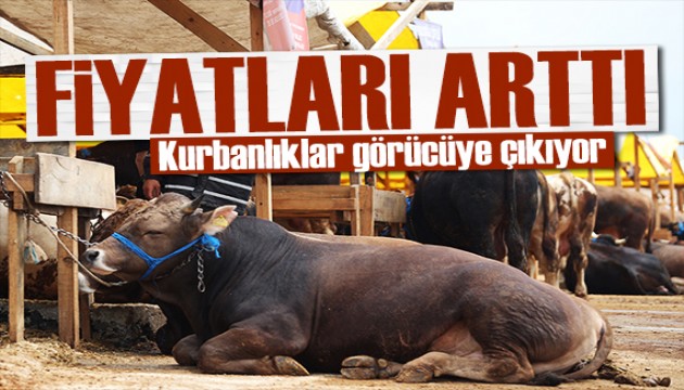 Kurbanlık fiyatları belli olmaya başladı